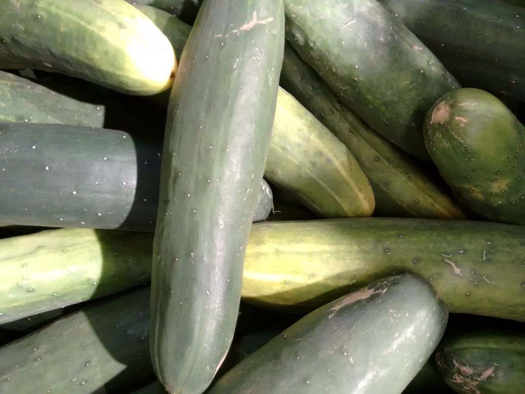 الخيار